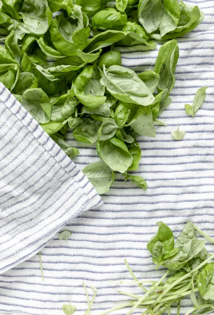 Fresh basil leaves on a striped cloth.